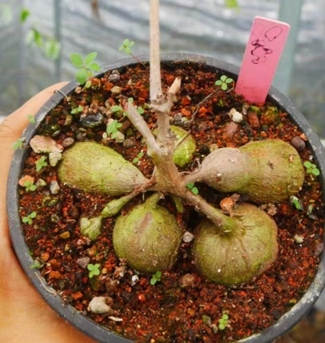 Cyphostemma spngare mara - cyphostemma,