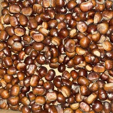 1kg Sweet Chestnuts, Hand Picked From Suffolk Woodlands, Edible 
