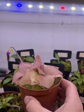 Pinguicula Guatemala —