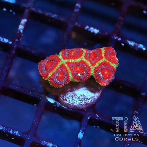 New tia red sonja - new, acan