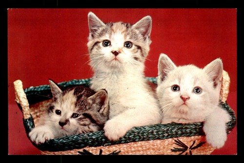 Kittens wicker basket - wicker,