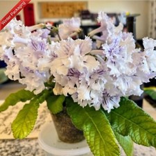 Streptocarpus Bristol's Poodle Skirt-Plug Plant