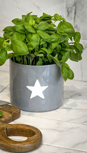 Leonardo ceramic grey - leonardo, plant