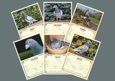 NEW RACING PIGEON AWARD PRIZE