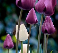 Purple & White Mixed Tulip