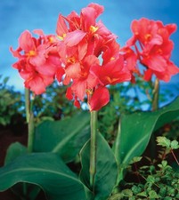 Canna Lily - CITY OF PORTLAND