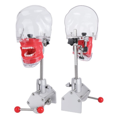 Dental training manikin - dental,