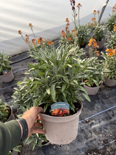 Erysimum colour vibe orange - erysimum,