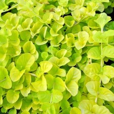 LYSIMACHIA NUMMULARIA AUREA Creeping Jenny Pond aquarium fish tank plant