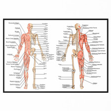 Muscular System Human Chart