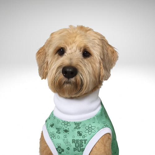 Soft coated wheaten terrier - coated,