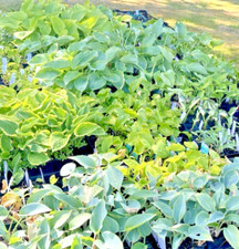 Hosta Collection 10 potted Plants 9cm pots 10 labelled Hosta Plants