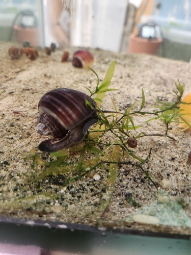 Assorted mystery snails - 5,