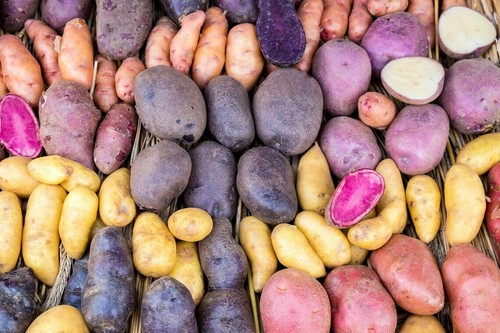 Seed potato first - first, early