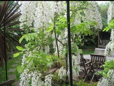 Wisteria Floribunda Alba, in