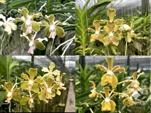 Rare vanda gnana kumar - kumar, x