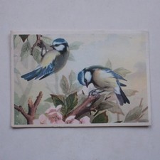Blue Tits Birds Blossom Basil