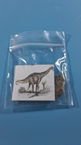 Titanosaur egg shell fragment - titanosaur,