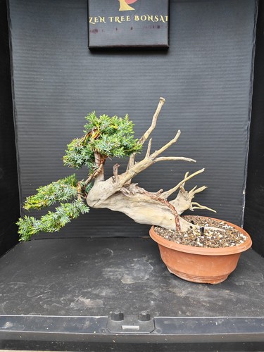 Tanuki needle juniper - needle, bonsai