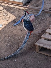 Golden Pheasant - Lady Amherst