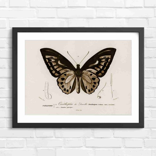 Ornithoptera butterfly - ornithoptera,