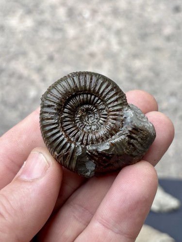 Bitten dactylioceras ammonite - bitten,