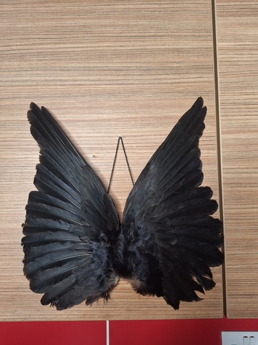 Taxidermy wall mounted rook - wall,