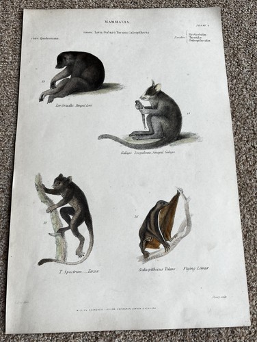 Antique hand coloured - antique, w