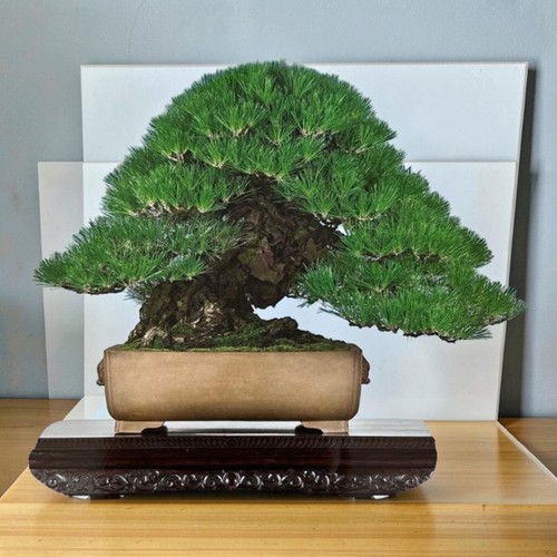 Monthly modern bonsai 2024 jan - modern,