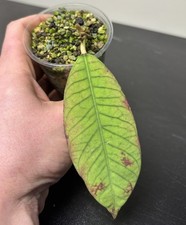 LAST ONE Hoya Epc-961 Sp Sabah