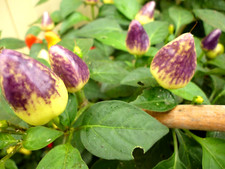 Firecracker Chilli Hot Pepper Seeds   RARE UK SELLER