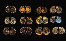Polished ammonite fossil - fossil, pair
