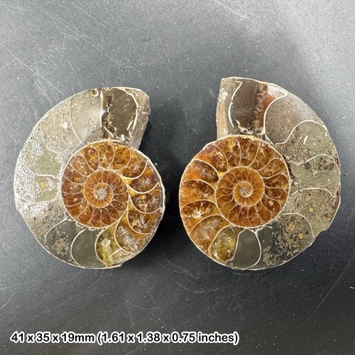 Cut polished ammonite fossil - polished,