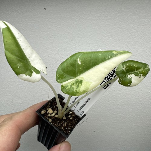 Alocasia maharani variegata - maharani,