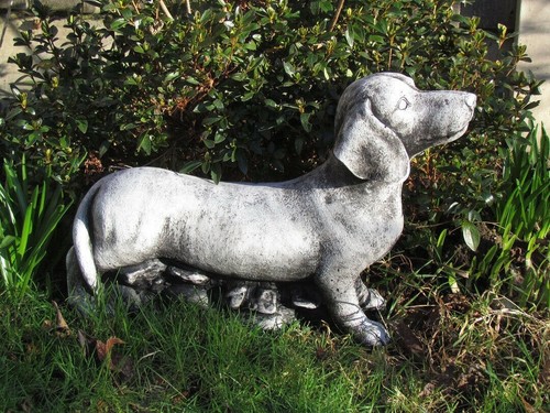 Dachshund daxon sausage dog - daxon,