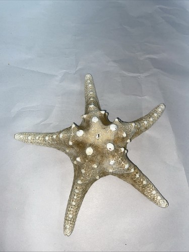 Authentic dried starfish - authentic,