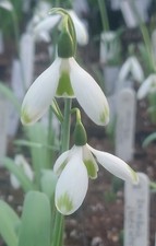 Galanthus FRANK LEBSA - early