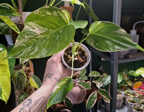 Rare monstera albo variegated - monstera,
