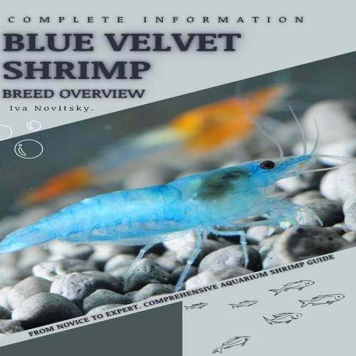 Blue velvet shrimp from novice - shrimp,