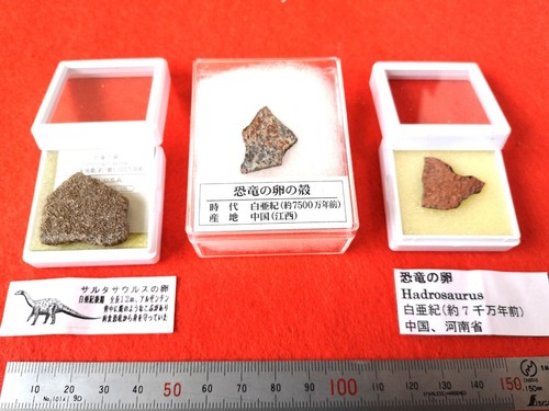 Dinosaur egg shells pieces - shells,