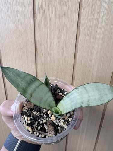 Sansevieria moonshine snake - moonshine,