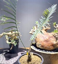 Dioon califanoi Own Root