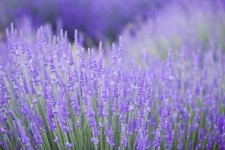 Lavender Plants - 'Provence' -