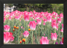 A Field Of Pink Tulips Framed