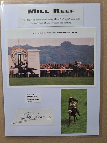 Geoff lewis horse - geoff,