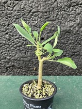 Othonna Triplinervia Caudex