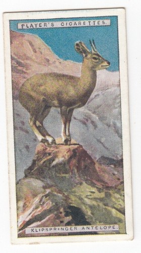Klipspringer antelope vintage - klipspringer,