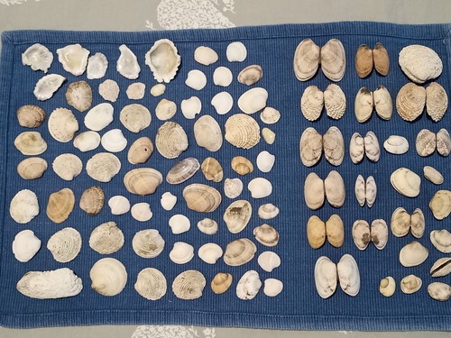 Sea shells for crafts - , or