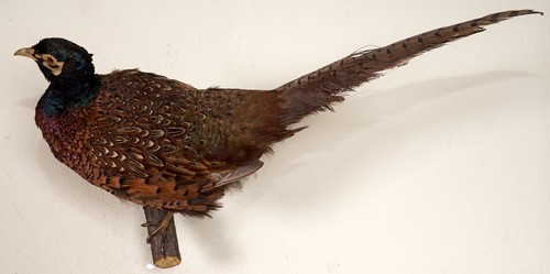 Beautiful hunting pheasant - beautiful,