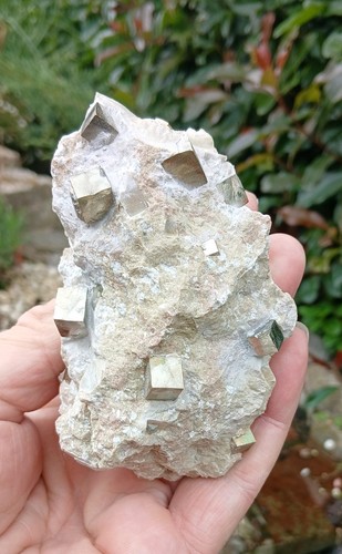 Cube pyrite original matrix - ~,